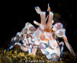 Photo taken in Ambon, Maluku. Harlequin Shrimp. ISO 100, ... by Kelvin H.y. Tan 